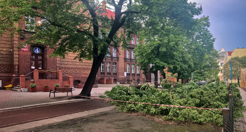 Runęło drzewo przy SP4. Co dalej z budową placu zabaw?