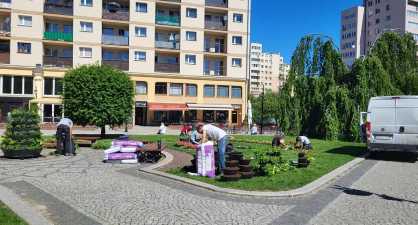 Rozpoczęto nasadzenia kwiatów rabatowych w centrum