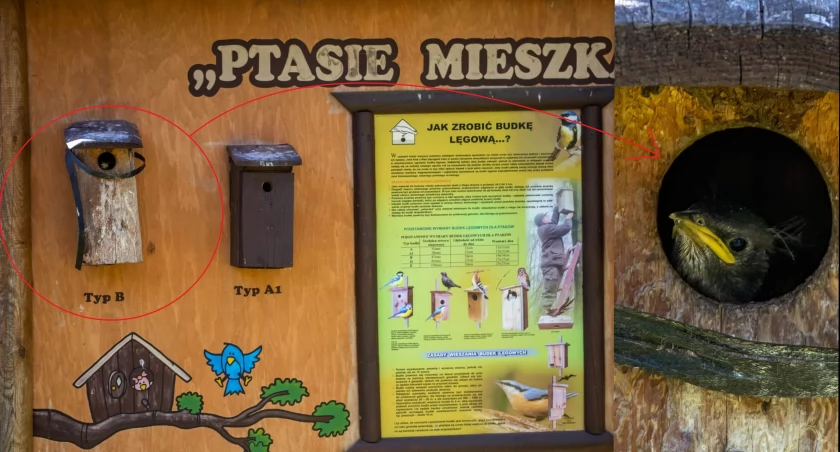 Nadleśnictwo Legnica ma edukacyjny sukces... wśród ptaków
