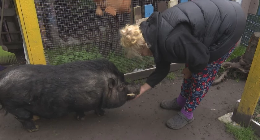 Inspekcja nakazuje właścicielce mini zoo zabić Maciusia i Bekona, bo są nielegalne 