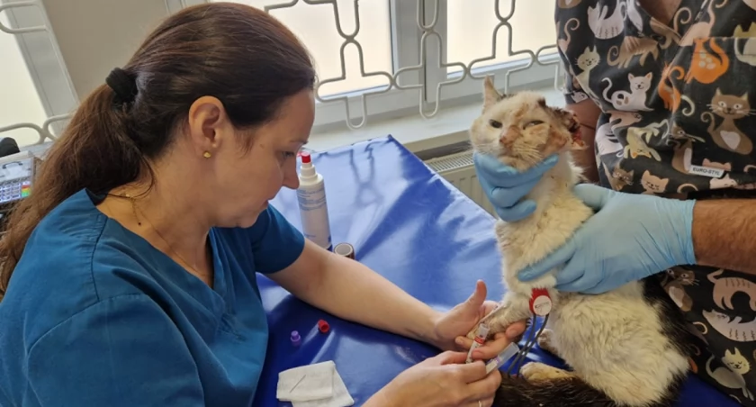 Chodzące nieszczęście. I kobieta, która takie przytula