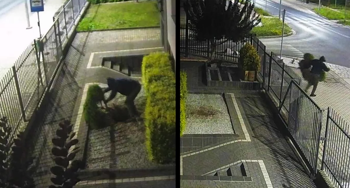 Złodziej ukradł w jedną noc trzy drzewka bonsai 