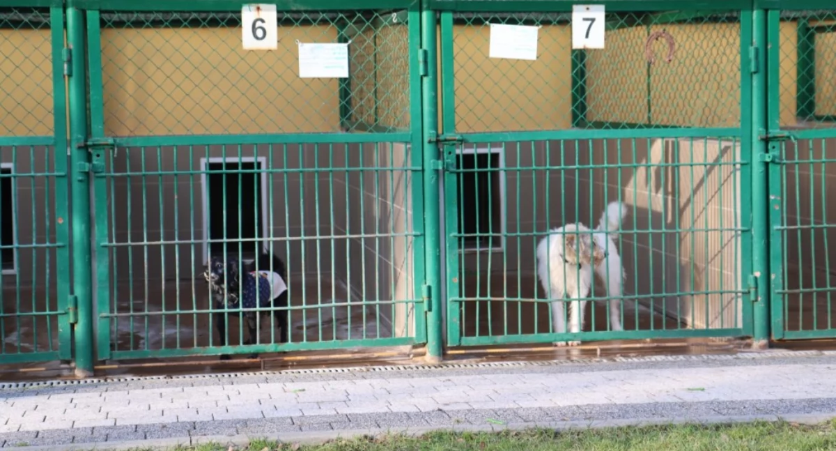 Miasto przebuduje boksy dla psów w schronisku
