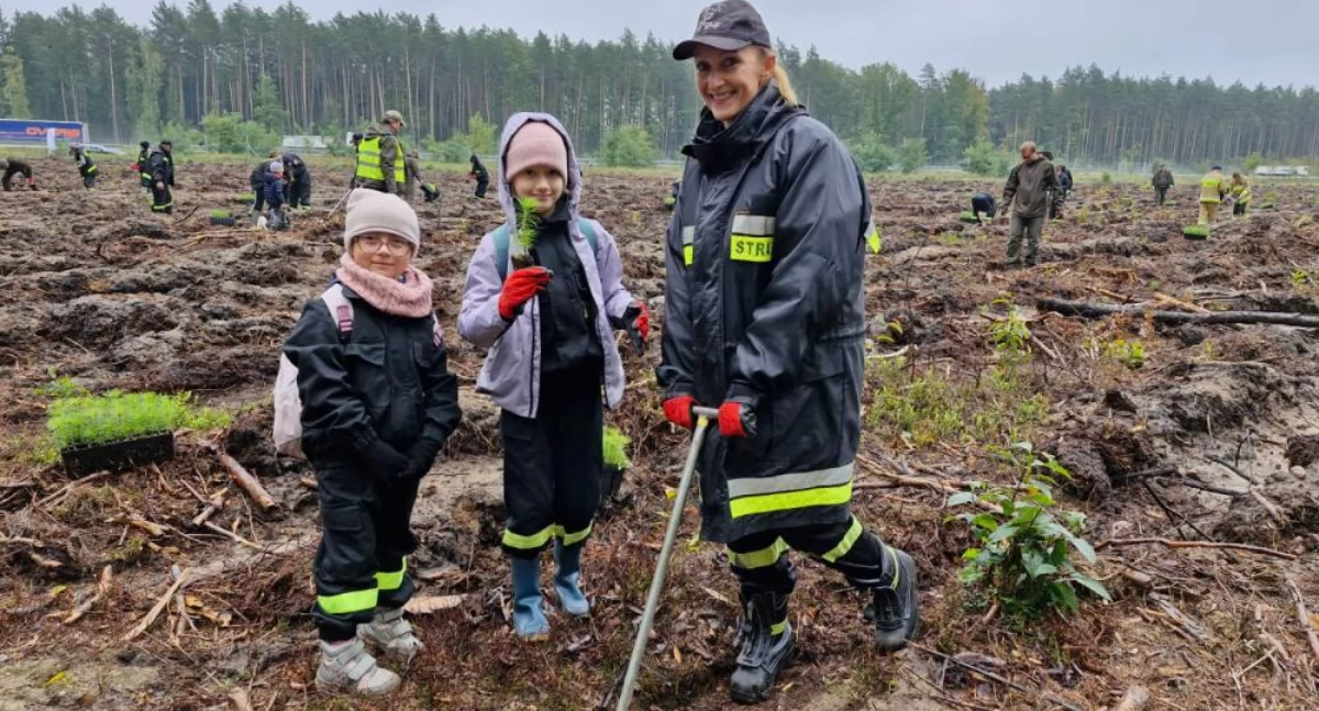Ochotnicy w lesie pod Legnicą. Posadzili 16 tysięcy sosen