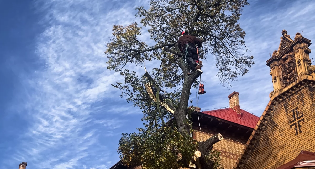 Drzewa zagrażające uczniom przy SP 4 zostały wycięte. Placu zabaw nie będzie. (FOTO)