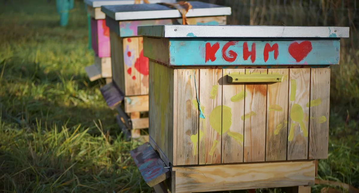 KGHM rozbudowuje swoje pasieki w ramach programu „Miedziowe Pszczoły”