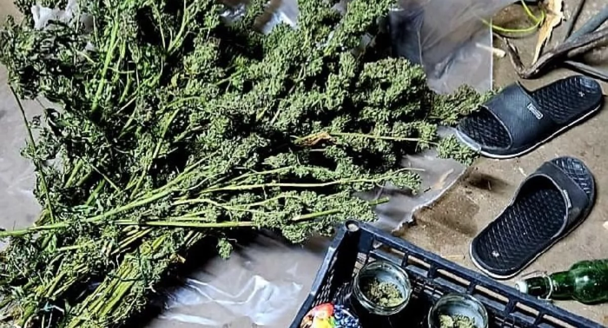 Dwaj bracia prowadzili w garażu przydomową plantację marihuany (FILM)