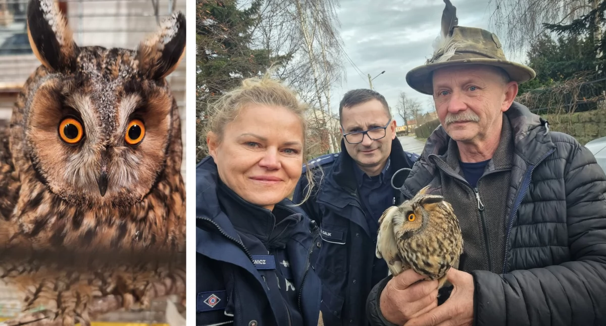 Fundacja w Raczkowej uratowała ranną sowę