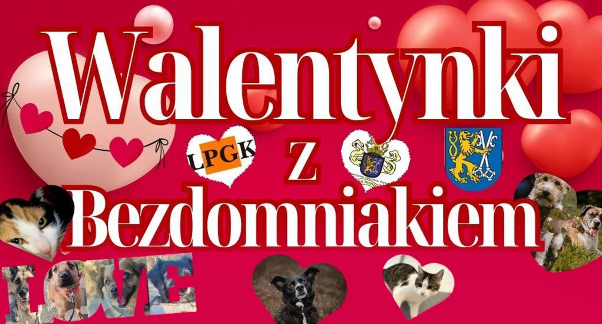 Walentyki z bezdomniakiem - zostań walentynką psa lub kota