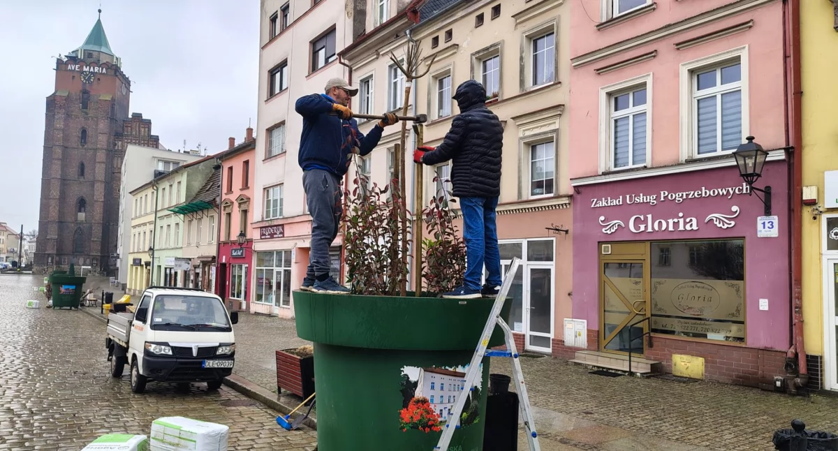 W centrum Chojnowa stanęły okazałe donice
