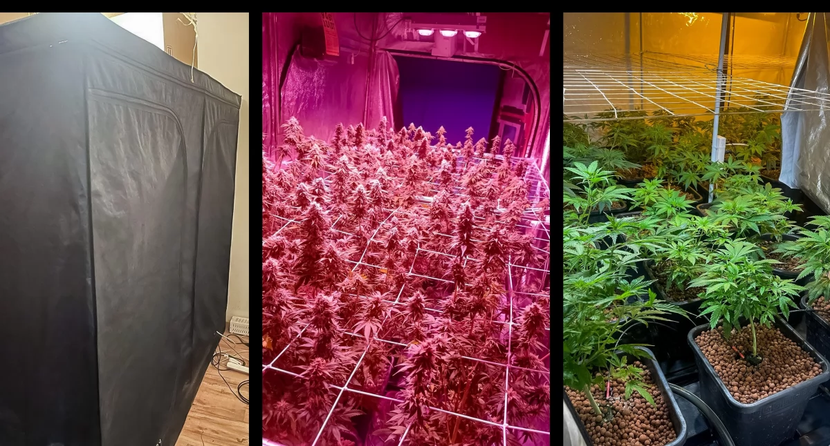 Policyjny nalot na plantacje konopi w Legnicy i Lubinie