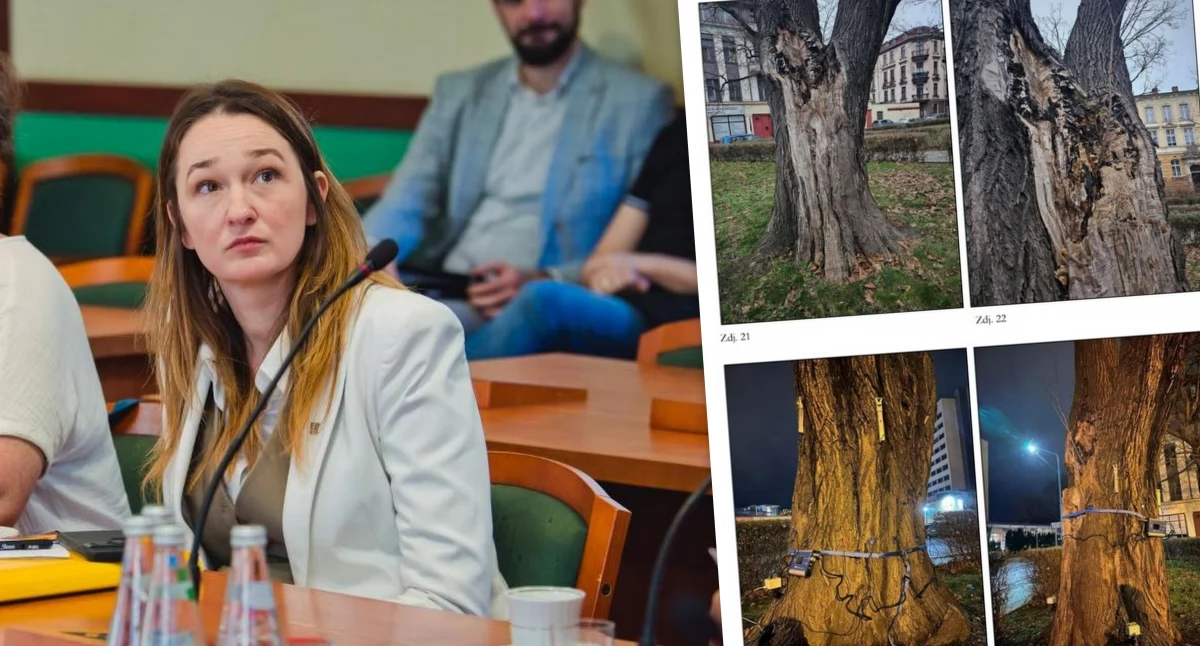 Legnica ma o jeden pomnik przyrody mniej. Co miasto zrobi z klonem na pl. Klasztornym? 