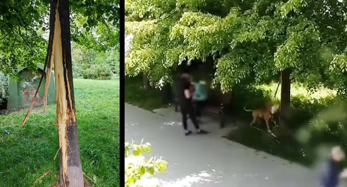 Zniszczono drzewo w parku Miejskim - jest nagranie