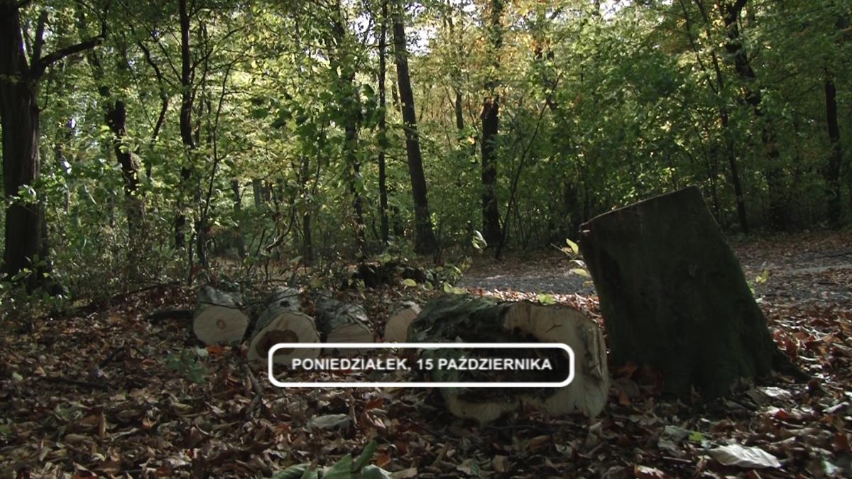 Legnica, Informacje Dami TV, 15.10.2018