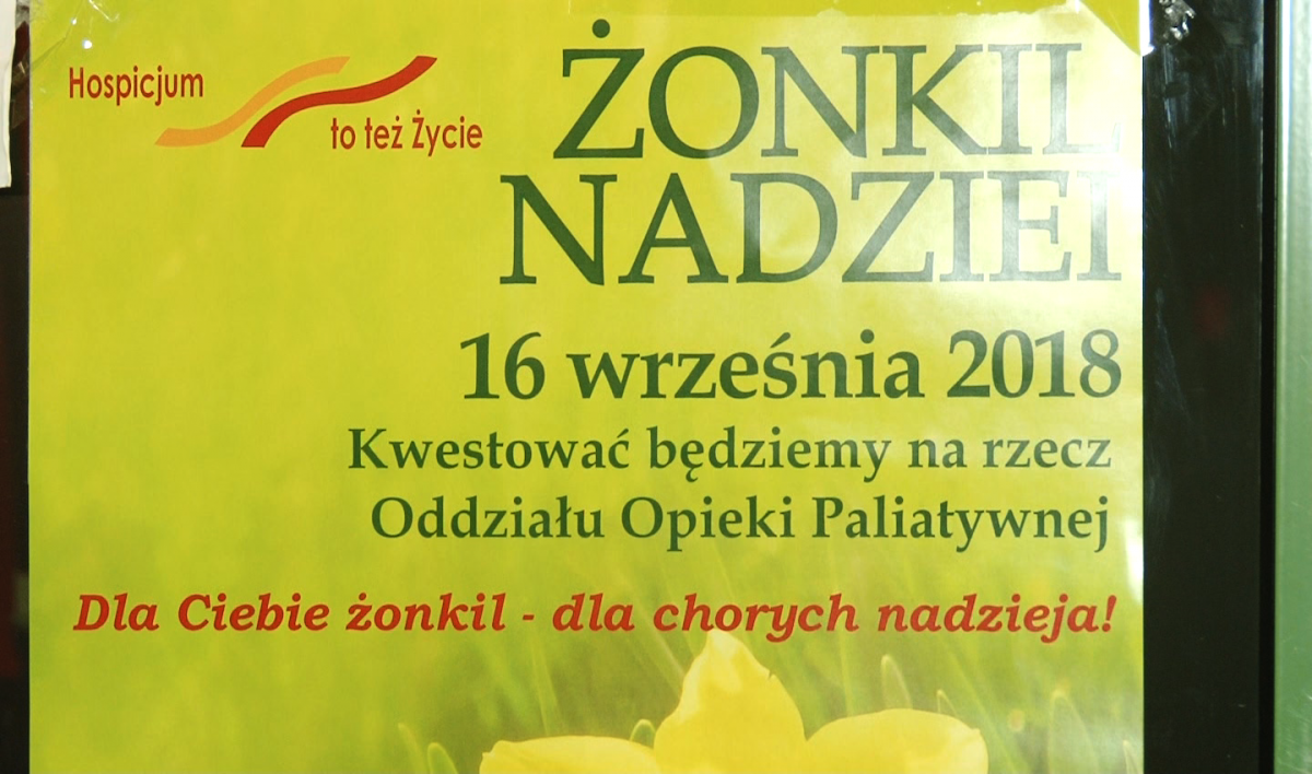 Żonkile i darmowe badania 