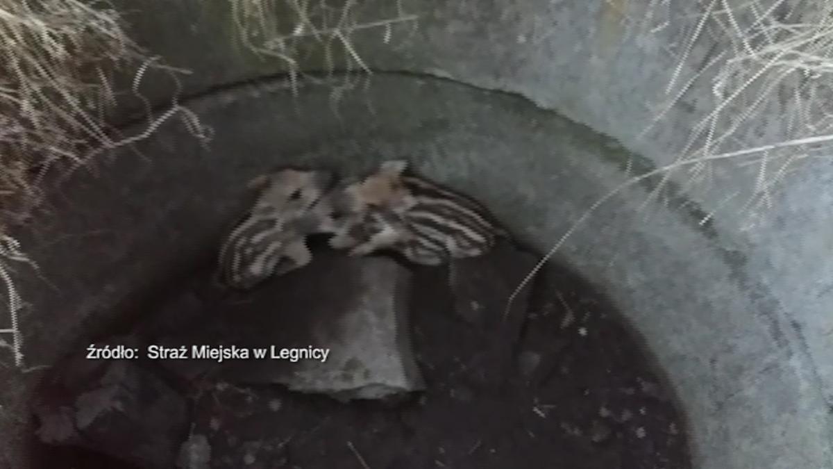 Straż Miejska pomaga dzikom. Mamy video!
