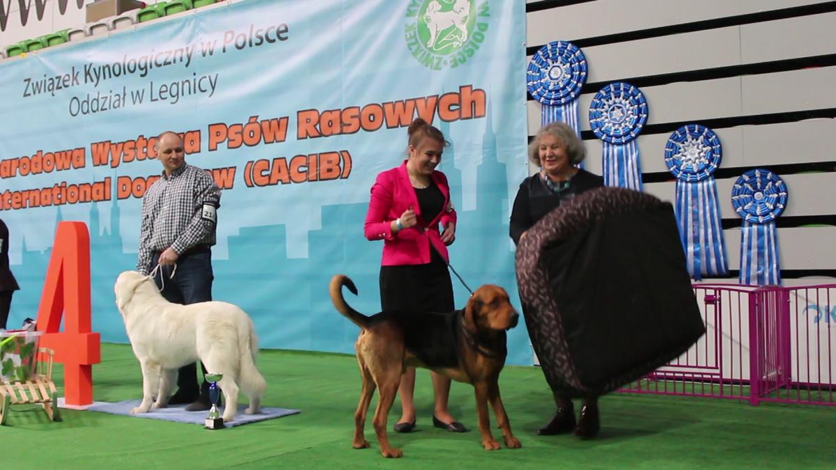Międzynarodowa Wystawa Psów w Lubinie