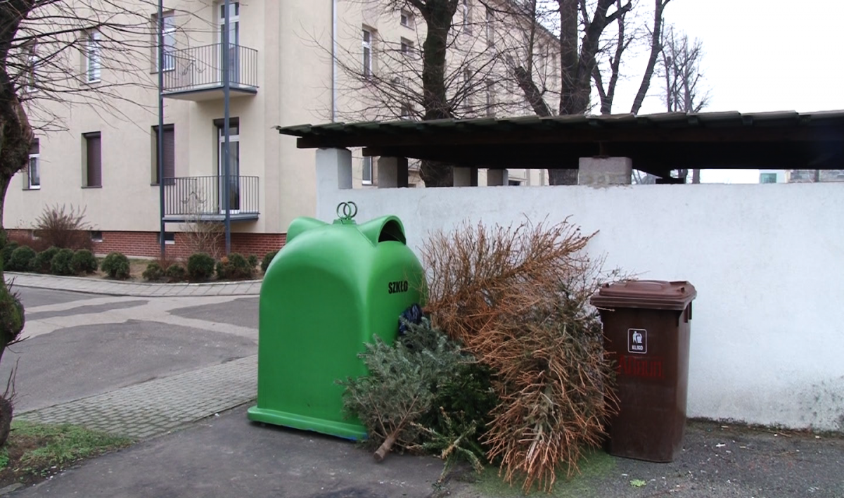 Gdzie i kiedy wyrzucać uschnięte choinki?