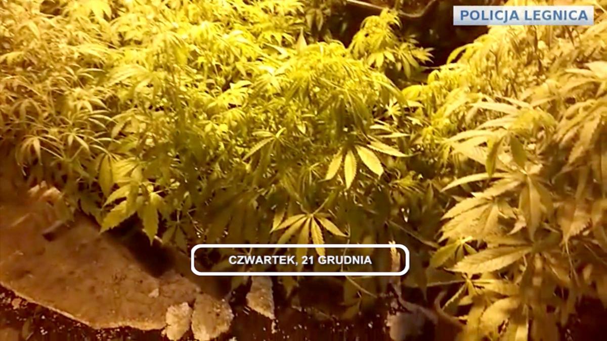Legnica, Informacje Dami TV, 21.12.2017