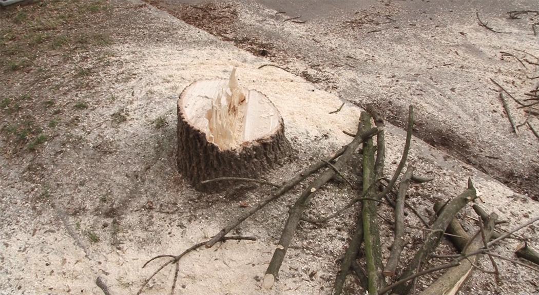 Kolejne drzewa znikają z mapy Legnicy 