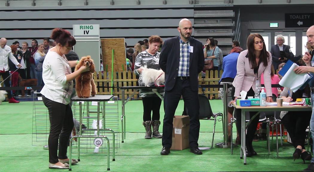 XV Zimowa Wystawa Psów Rasowych