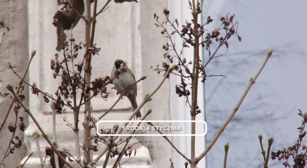 Legnica, Informacje Dami TV, 4.01.2017