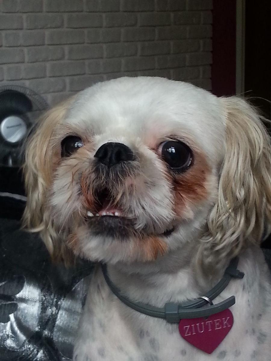 Zaginął piesek przy Lasku Złotoryjskim rasy Shih Tzu