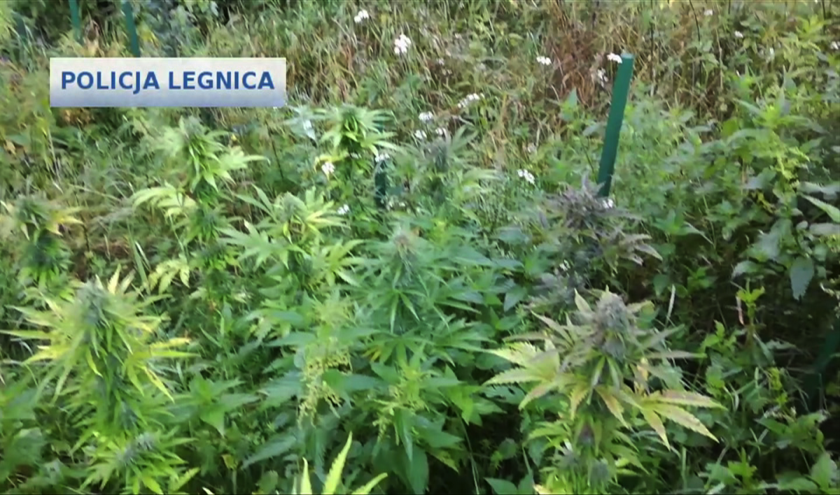 Zlikwidowano plantację narkotyków pod Legnicą