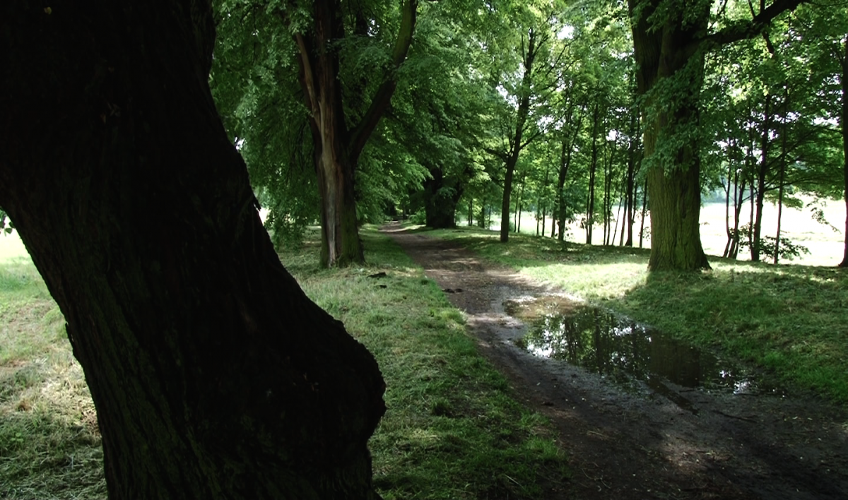 Nawet 8 000 samochodów w ciągu dnia przejeżdzajacych przez park
