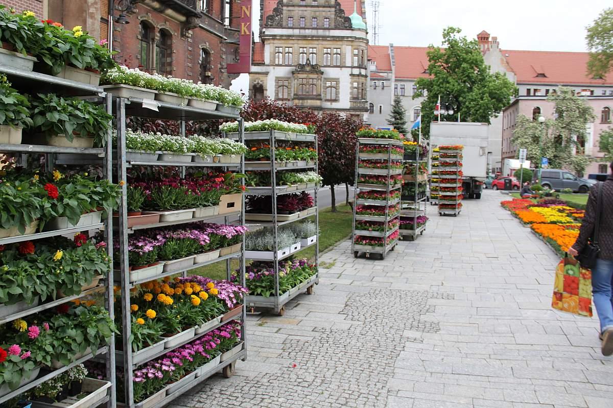 Romantyczne aranżacje z kwiatów.  W tym roku miasto zakupiło 30 tys. sadzonek