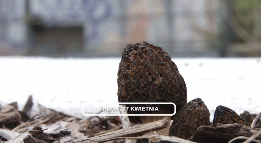 Legnica, Informacje Dami TV, 27.04.2016 