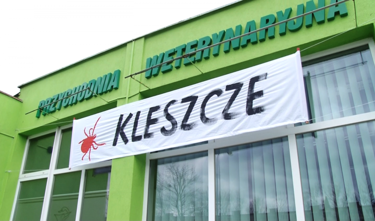 Uwaga - plaga kleszczy  także w Legnicy 