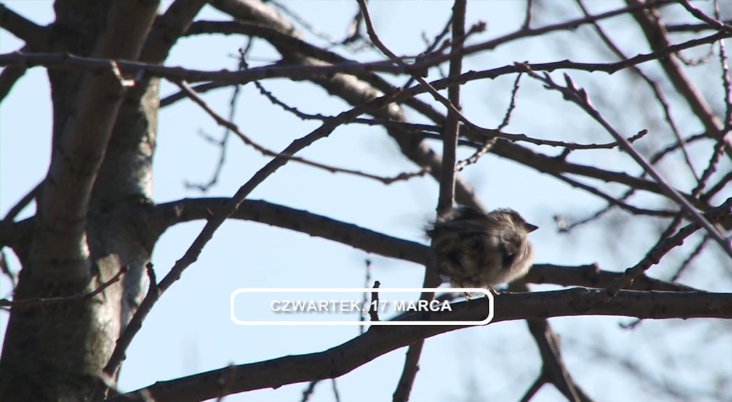 LEGNICA, Informacje Dami TV, 17.03.2016 