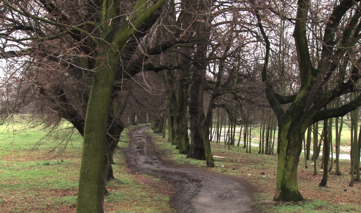 Chrząszcze stają na drodze budowy mostu 