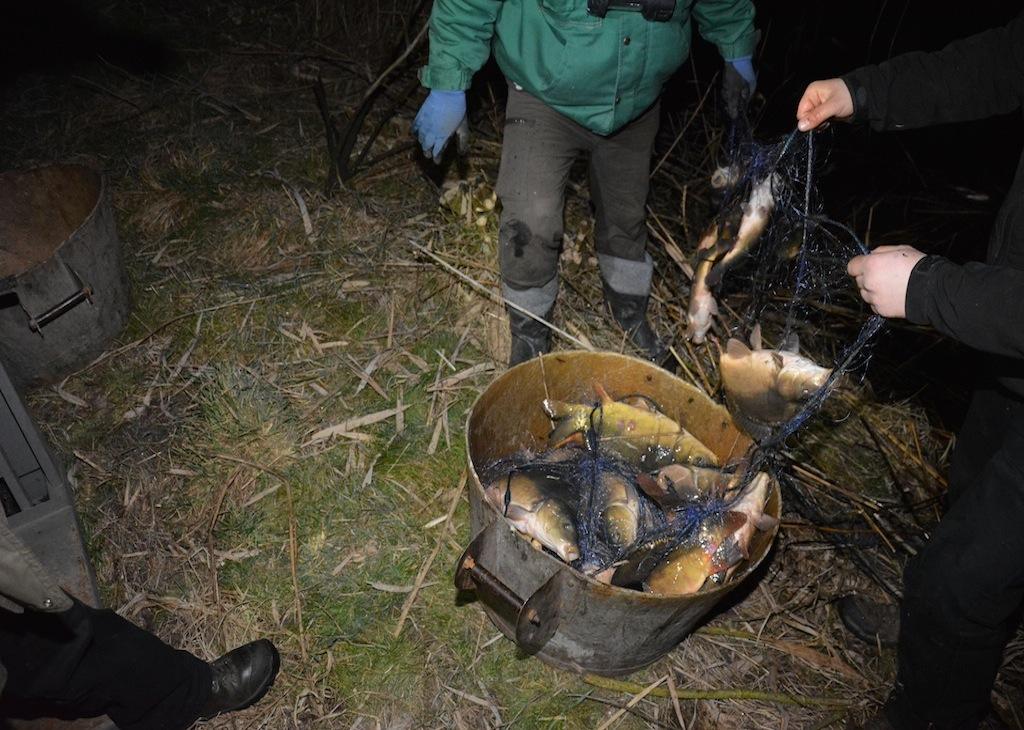 Złapani na kradzieży w Goliszowie. Chcieli ukraść 190 kg karpia 