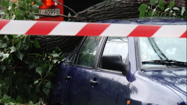 Uwaga na drzewa! Grozi tragedią 