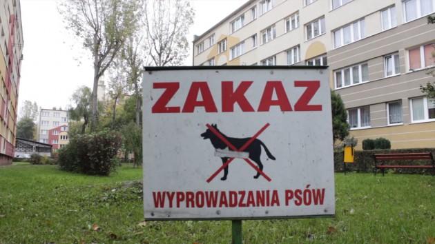 Psie odchody w Legnicy wszechobecne 