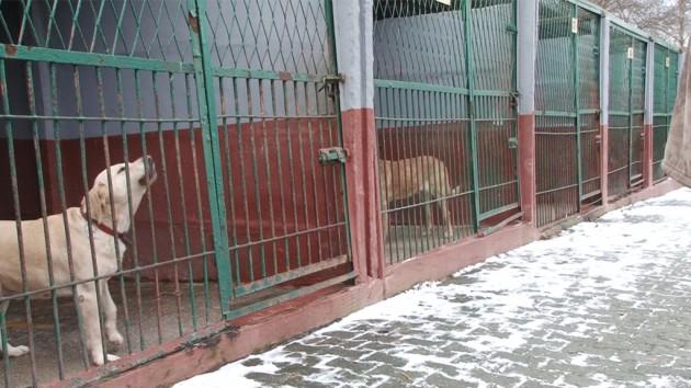 Zwierzęta w schronisku czekają na adopcję