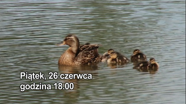 Zielony Rozwój - Ścieżka dydaktyczna w Gogołowicach