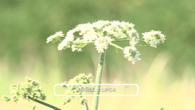 Informacje, 07-08-2015