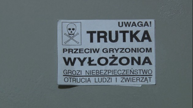 Szczury i robactwo w Legnicy? 
