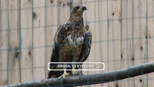 LEGNICA, Informacje Dami TV, 13.01.2016