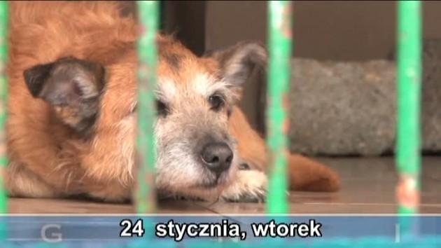 Teledziennik 24-01-2012
