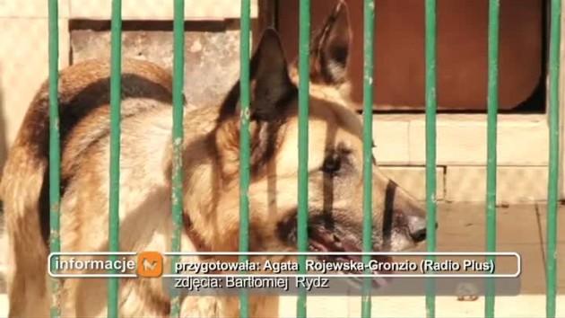 Wkrótce Światowy Dzień Zwierząt