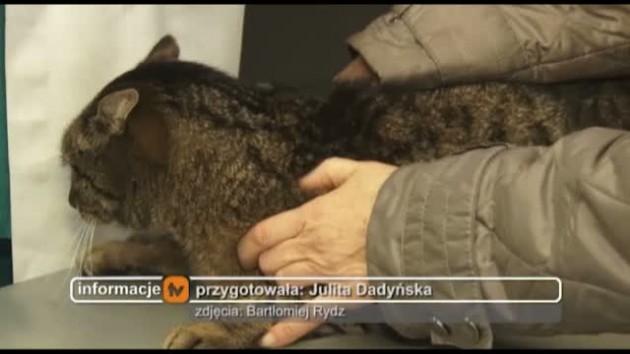 Pomóż pupilowi przetrwać Sylwestra