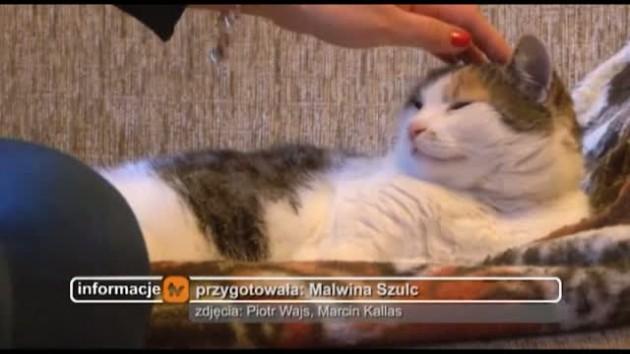 Międzysąsiedzki spór o martwego kota 