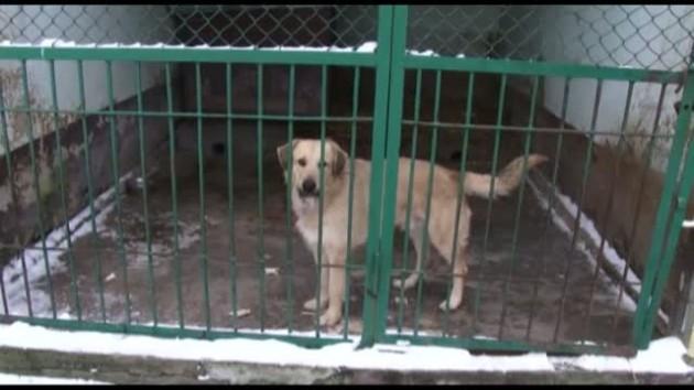 W zimie brak chętnych na adoptowanie czworonogów