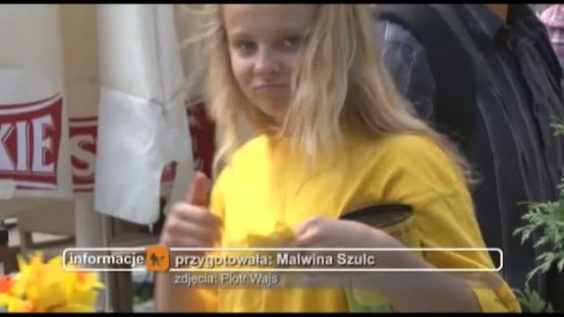 Żólte żonkile w Legnicy