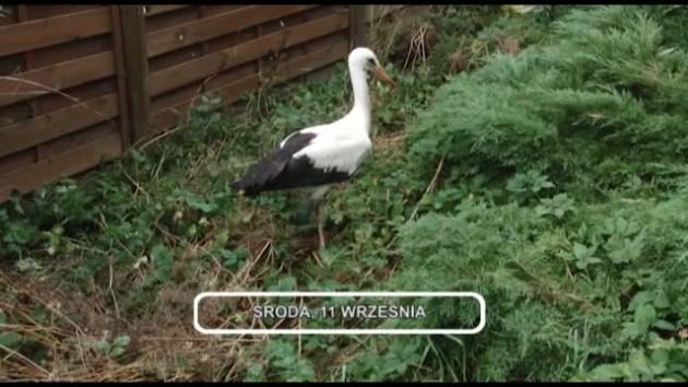 Informacje, 11-09-2013