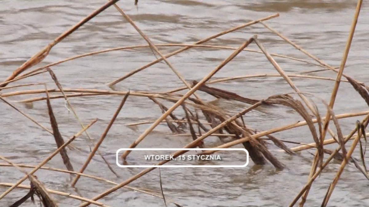 Legnica, Informacje Dami TV, 15.01.2019